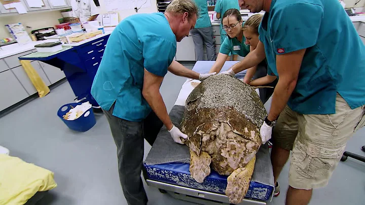 Introducing the Island Vet Terry Norton | Georgia ...