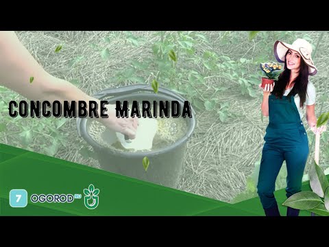 Vidéo: Variétés De Concombre Marinda F1 - Culture, Règles De Soin Et Autres Nuances Importantes