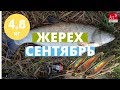 Первая раздача жереха осенью. Раттлин сделал эту рыбалку!