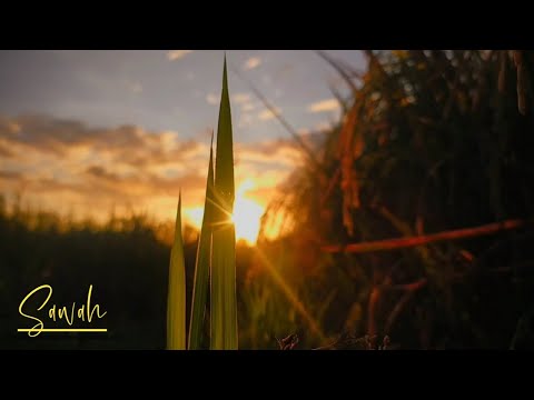Cinematic alam 1 menit | cinematic sunset sawah | footage nature cinematic