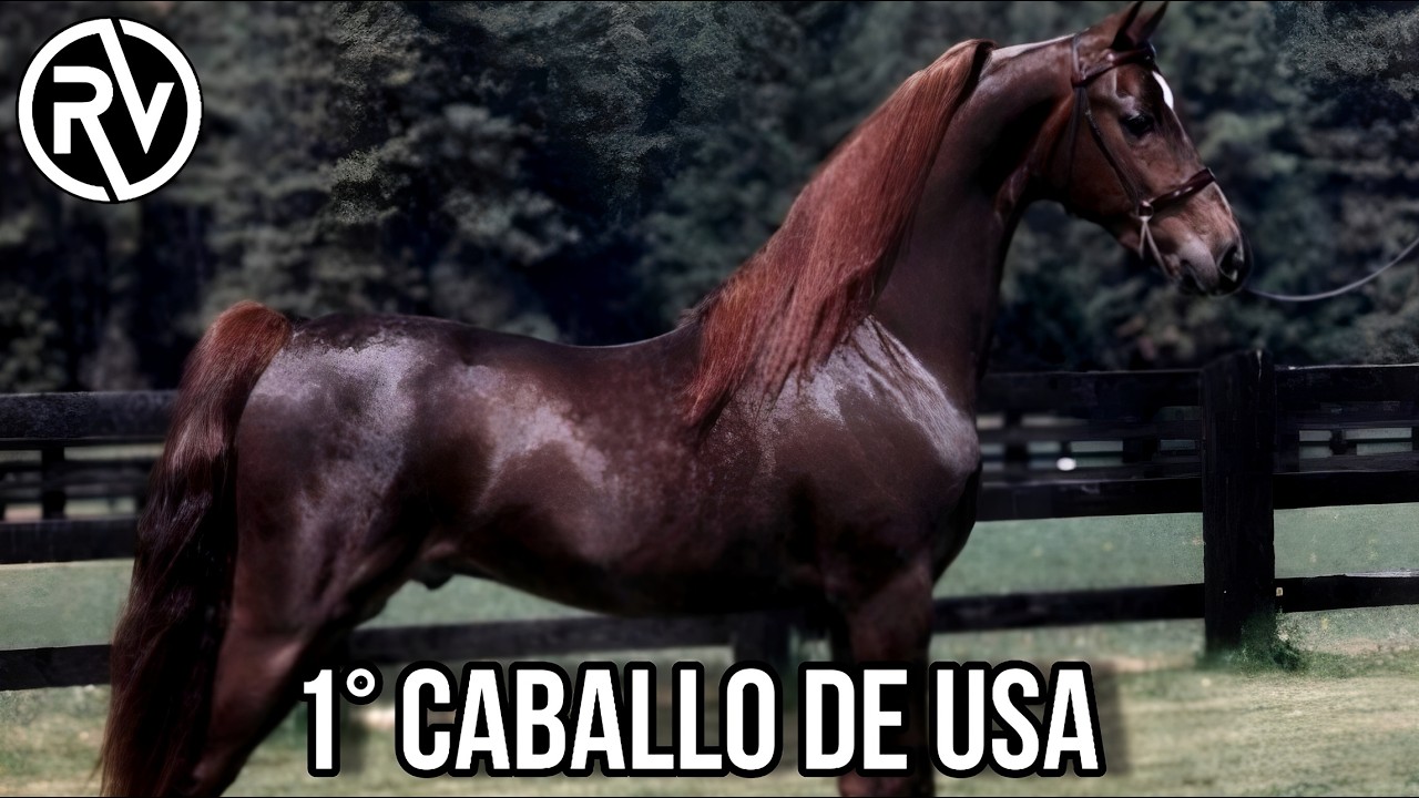 Caballo Morgan | El Emblema Americano