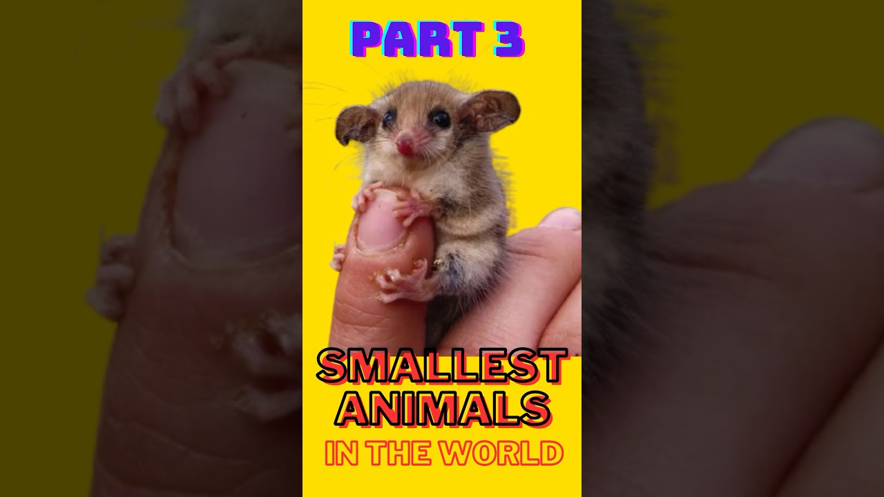 Smallest Animals In The World (part 3)