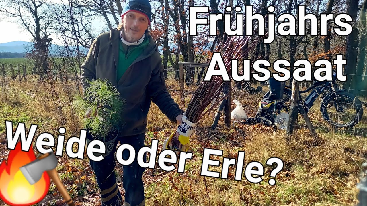 🔥🪓 Weide oder Erle? Auflösung und Frühjahraussaat #bäume #brennholz #forstwirtschaft 