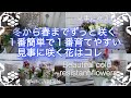 【冬から春のガーデニング】今、絶対植えて欲しい1番簡単で1番育てやすいイチオシ・冬から春まで簡単に咲く優秀な花はコレ‼️ |Beautiful cold-resistant flowers