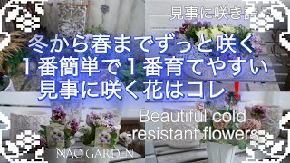 Download Lagu 【冬から春のガーデニング】今、絶対植えて欲しい1番簡単で１番育てやすいイチオシ・冬から春まで簡単に咲く優秀な花はコレ‼️ ｜Beautiful cold-resistant flowers MP3