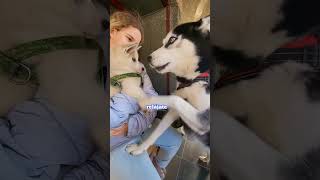 Husky conoce a un cachorro 🐶