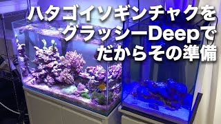 ハタゴイソギンチャクを30cm水槽の方で飼育することにしました ライトはグラッシー のdeepのみでチャレンジです Youtube