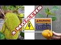 The Secret Of Branching - Method of breeding jackfruit after only 2 months