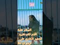 فحل كناري قوي جدا #canarysinging #bird #طائر_الكناري