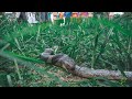 King Cobra the Snake Eater! | Rescue | King Cobra | Khaudada | Pokhara | Rohit Giri |