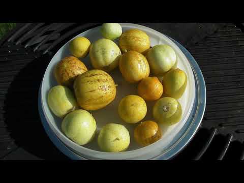Видео: Что такое лимонный огурец: советы по выращиванию лимонных огурцов