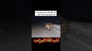 ذئب الفا ضخم مرعب شوهد يسير علي الطريق في منتصف الليل وتم تصويره #اضخم_الحيوانات