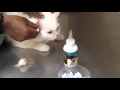 كيفية استحمام القطط تقليم الاظافر تنظيف الاذن / قطة فرح شرف الدين سيد 5