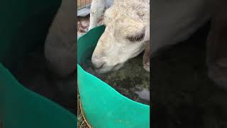 Camel لاحظ الجمل وهو يشرب الماء بكميات كبيره بعد يوم مشمس