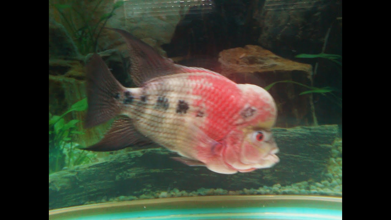 flowerhorn fishtank with LED lights YouTube