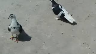 Kala chap Gandy daar | Sherazi Kabutar | Chup Kabutar | Kabutar Baji | کبوتر بازی | Pigeon Shokeen