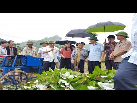 Mô hình trồng cây gai xanh AP1 lấy sợi đạt hiệu quả kinh tế cao • viramie.vn