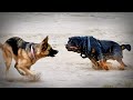 German shepherd vs rottweiler