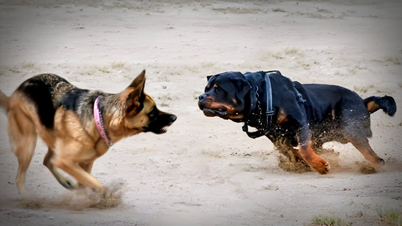 German Shepherd VS Rottweiler