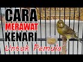 Cara Merawat Kenari Untuk Pemula Pemula Wajib Tahu Hal Ini Mp3 - Mp4 Download