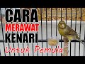 CARA MERAWAT KENARI UNTUK PEMULA | Pemula Wajib Tahu 4 Hal Ini!!