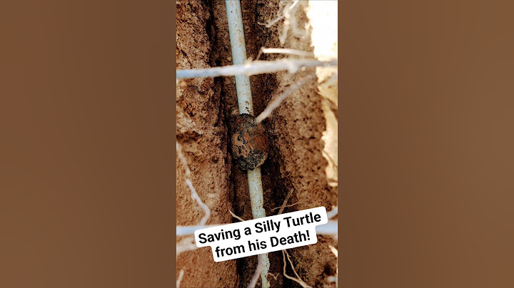 Saving A Silly Turtle 🐢 From His Death!
