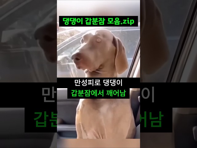 [웃긴짤모음] 만성피로 강아지들? ㅋㅋㅋ