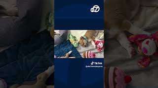 ABC7 Puppy Cam: These pups are up for adoption from Bay Area shelters!