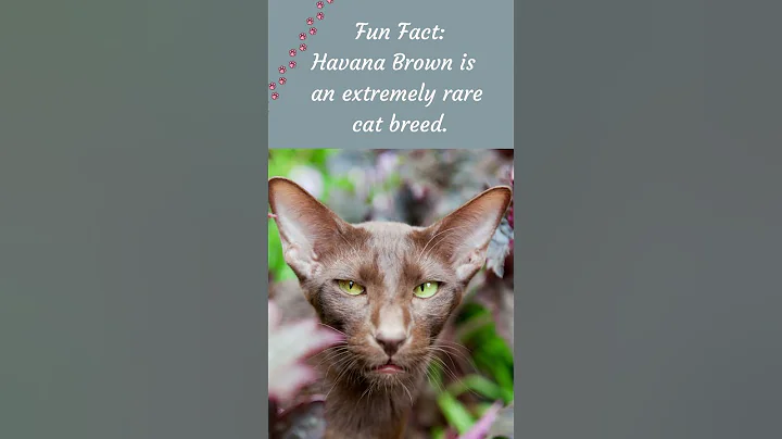 Video 5145131: havana brown cat, facts pets
