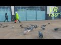 VR180° City Pigeons are lame !