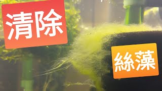 水晶蝦Crystal shrimp絲藻處理小森叔叔