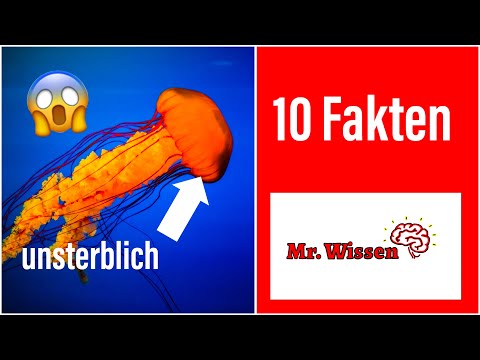 Video: Überraschende Fakten über Quallen