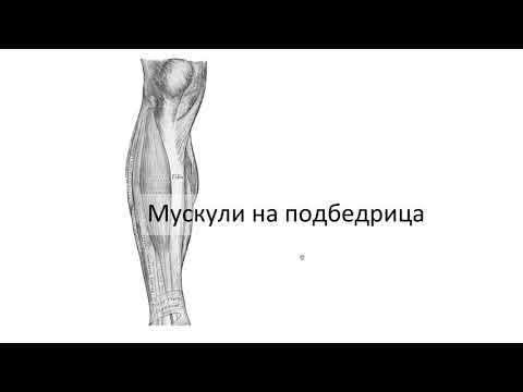 Мускули на подбедрицата (5:58) ┃teoriyata.com