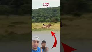 الأسد غالبا ما يستهدف الصغار لأنها أضعف