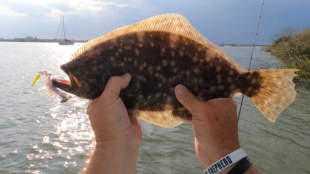 Best bait for Flounder, Mud minnows or Vudu Shrimp? The Flounder were