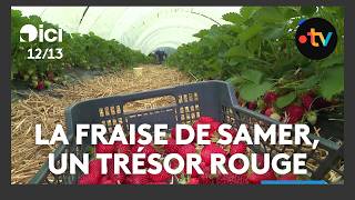 À Samer, Amateurs Et Professionnels Partagent La Passion De La Fraise De Pleine Terre