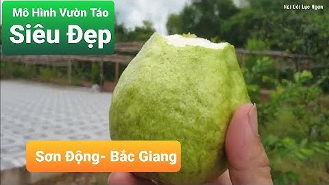 Thăm Mô Hình Vườn Táo Siêu Đẹp Tại Sơn Động Bắc Giang l Núi Đồi Lục Ngạn