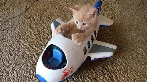 Watch the video about Cat VS Toys Funny Compilation 2025 😸 Try Not To Laugh 😜 Part 1