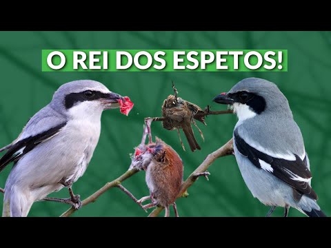 Vídeo: Os picanços comem outras aves?