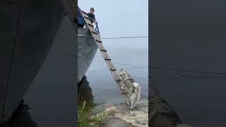 200 IQ Husky Climbs Ladder To Board Boat