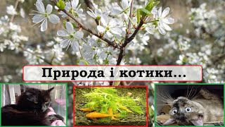 Прогулянка садом. Користь для сомів. Няшна Білочка та сонний Філька.