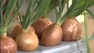 картошка с зеленым луком картошка с зеленым луком
