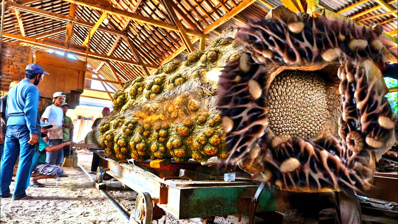 Kayu pembunuh yang mereka temukan di tengah hutan,hanya mereka yang mampu menggergaji.