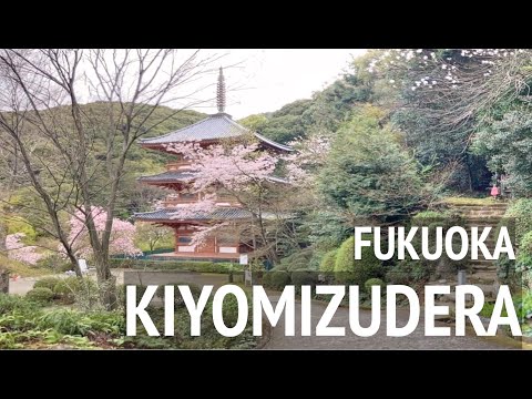 三重塔と桜のコラボ【清水寺】福岡県みやま市 2022 Kiyomizudera Fukuoka Japan