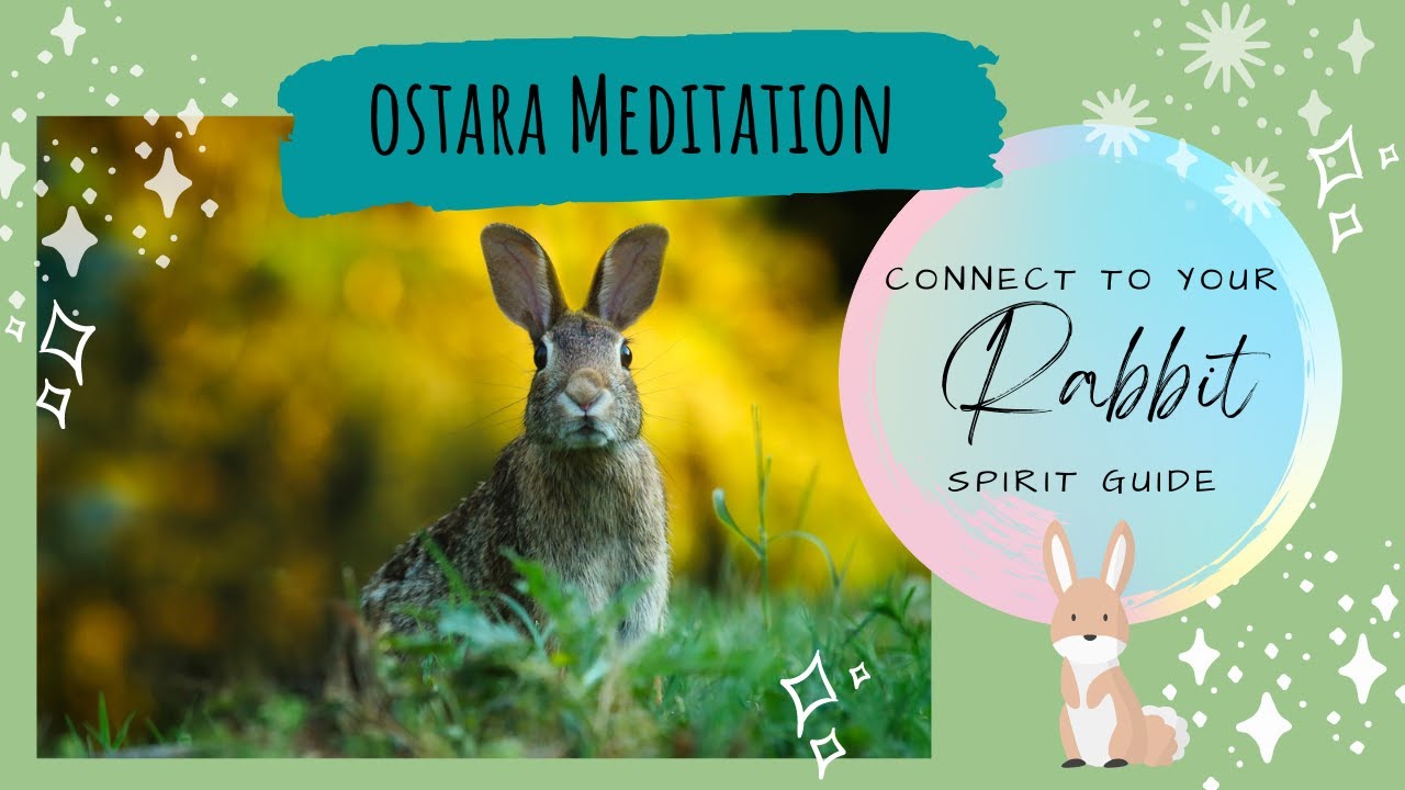 Guided Meditation to Connect to Rabbits - YouTube