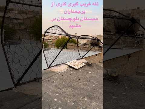 تله غریب گیری کبوتر در مشهد توسط امیر چاشنی از جاده قدیم شورت  کبوتر بلندپرواز 