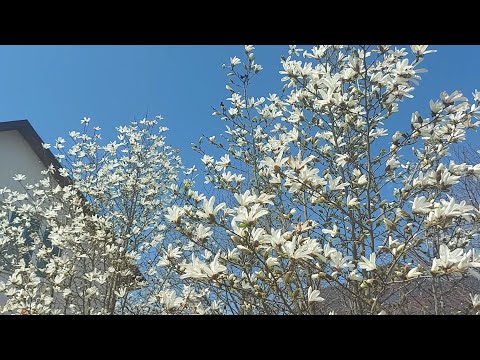 Video: Hvor vokser magnolia?