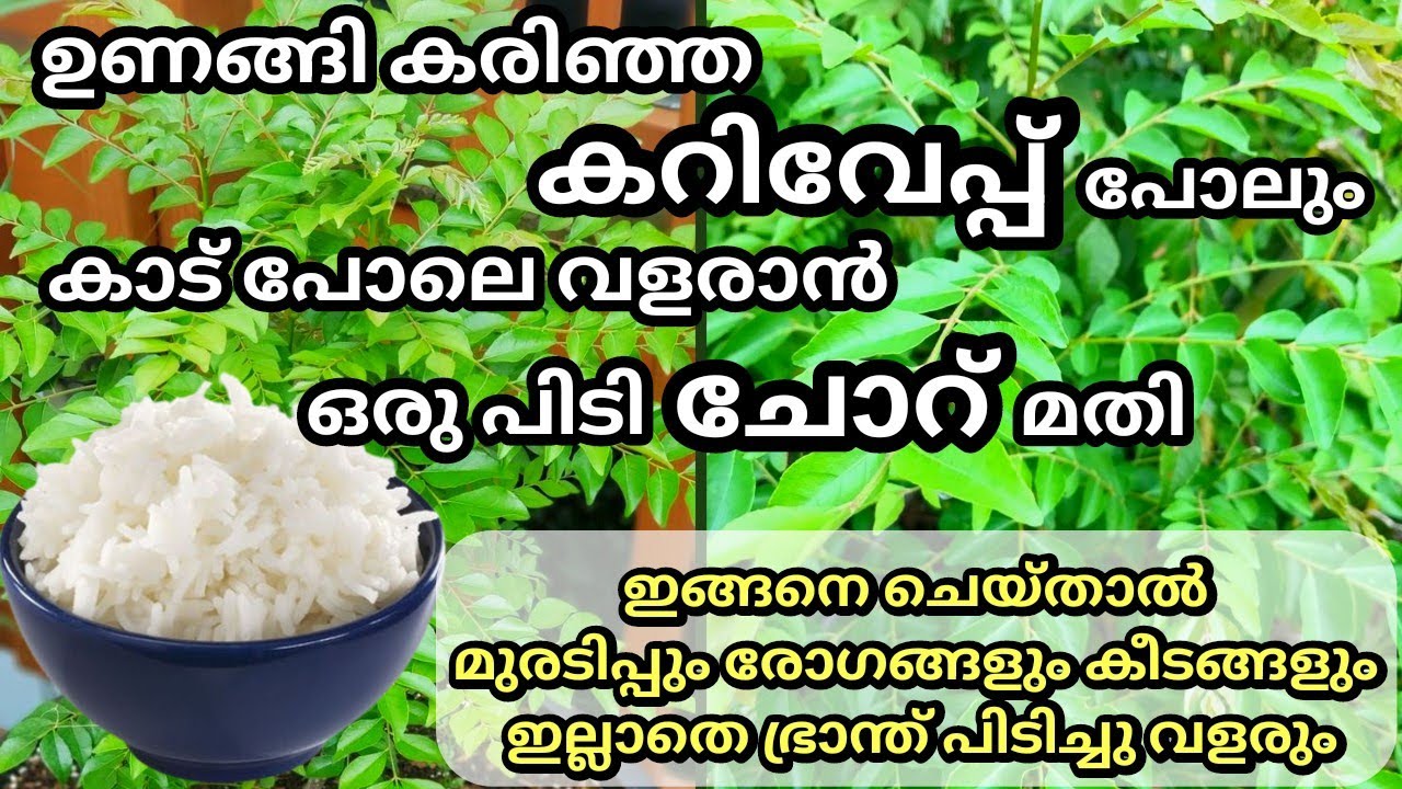 കറിവേപ്പ്  ഭ്രാന്ത് പിടിച്ച് വളരും ഒരു കപ്പ് ചോറു മതി / Curry leaves fertilizer / Kariveppu krishi