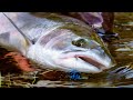 Swinging for steelhead  fly fishing for coastal steelhead by todd moen