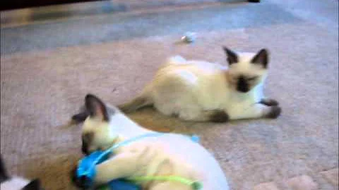 Video 10731331: siamese kitten playing, siamese point, black siamese